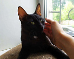 Кошки в Болхове: Котенок Чарли, Бесплатно - фото 5