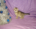Кошки в Колпашево: Котенок, 6 000 руб. - фото 1