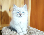Кошки в Лермонтове: Котята няшки Мальчик, 20 000 руб. - фото 3