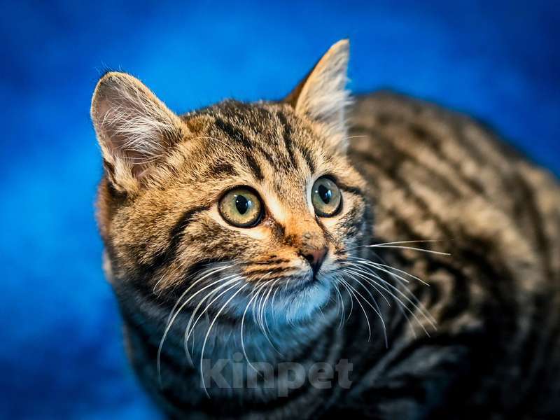 Кошки в Москве: Котята-подростки британской породы в добрые руки Мальчик, Бесплатно - фото 8