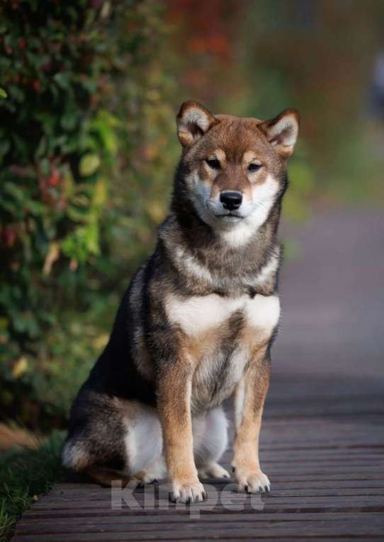 Собаки в Москве: Невероятный сиба ину Мальчик, Бесплатно - фото 4