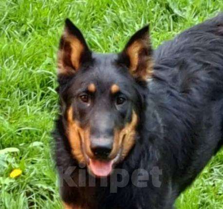 Собаки в Апрелевке: Босерон метис щенки Девочка, 5 000 руб. - фото 6