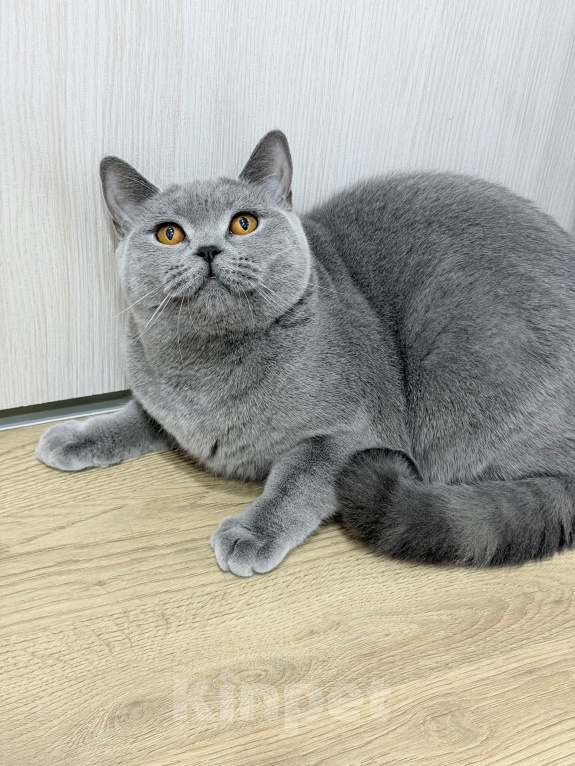 Кошки в Москве: Британский котенок Девочка, 40 000 руб. - фото 3