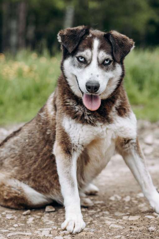 Собаки в Москве: Красотка из приюта в добрые руки Девочка, Бесплатно - фото 9