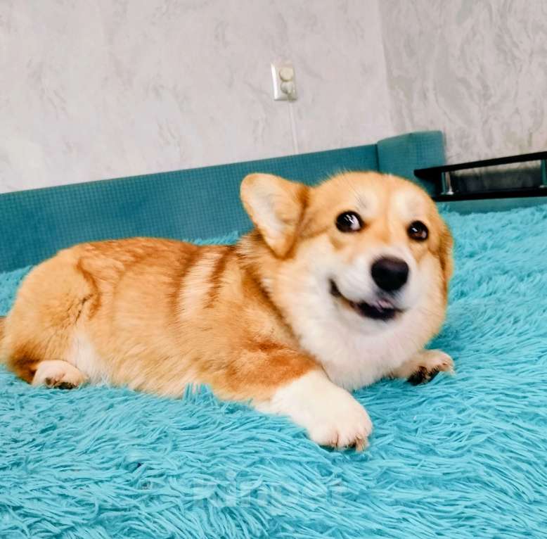 Собаки в Воронеже: Вельш корги пемброк девочка Девочка, 30 000 руб. - фото 2