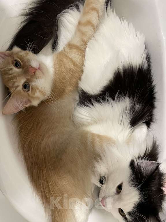 Кошки в Красноярске: Отдам котика в добрые руки  Мальчик, Бесплатно - фото 3