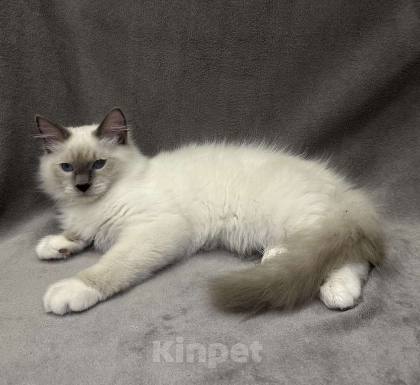 Кошки в Благовещенске: Котенок Невская маскарадная  Мальчик, 43 000 руб. - фото 2