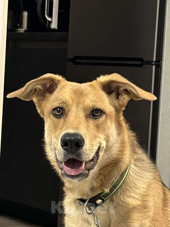 Собаки в Новосибирске: Белла, 1 год Девочка, Бесплатно - фото 9