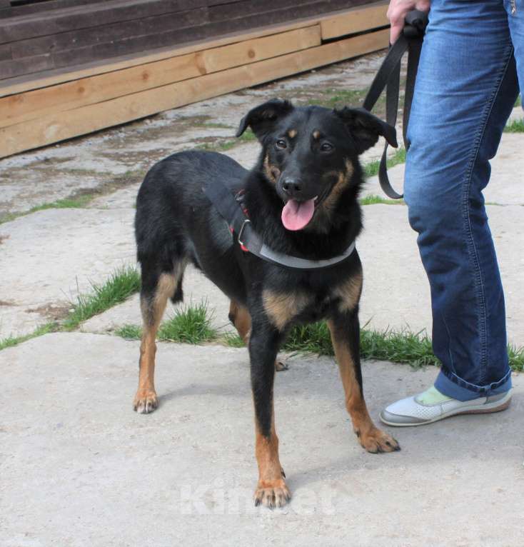 Собаки в Москве: Альма ищет свою любимую семью Девочка, 100 руб. - фото 9