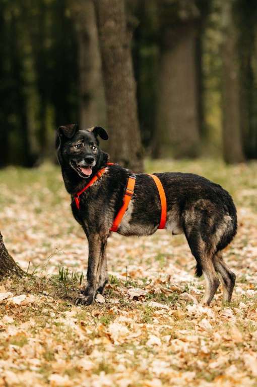 Собаки в Москве: Интеллигентный и скромный Райд ищет дом Мальчик, Бесплатно - фото 5