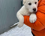 Собаки в Самаре: Белая девочка Мальчик, 30 000 руб. - фото 3