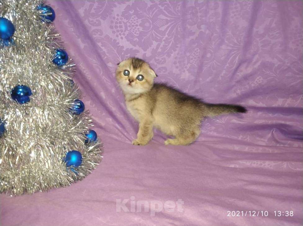 Кошки в Колпашево: Котенок, 6 000 руб. - фото 1