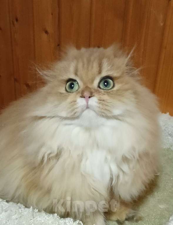 Кошки в Москве: Золотой мраморный хайленд котик Мальчик, 15 000 руб. - фото 2