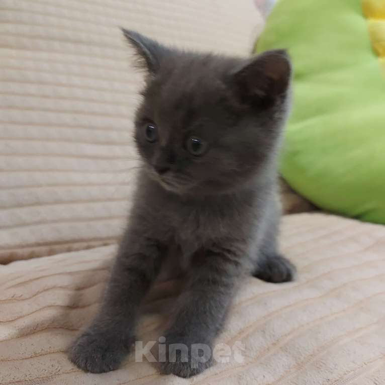 Кошки в Люберцах: Шотландские чистокровные котята  Мальчик, 8 000 руб. - фото 5