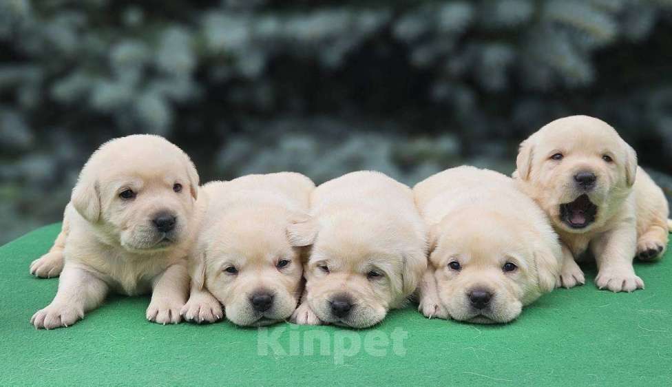 Собаки в Ижевске: Щенки лабрадора с чемпионской родословной Мальчик, 80 000 руб. - фото 3