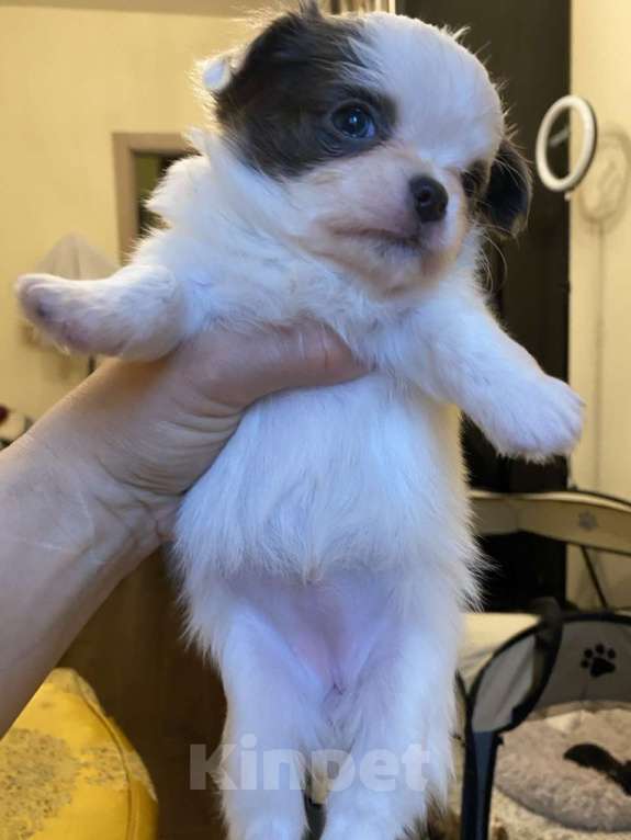 Собаки в других городах Московской области: Предлагается нарядная девочка чихуахуа д/ш Девочка, 100 000 руб. - фото 2