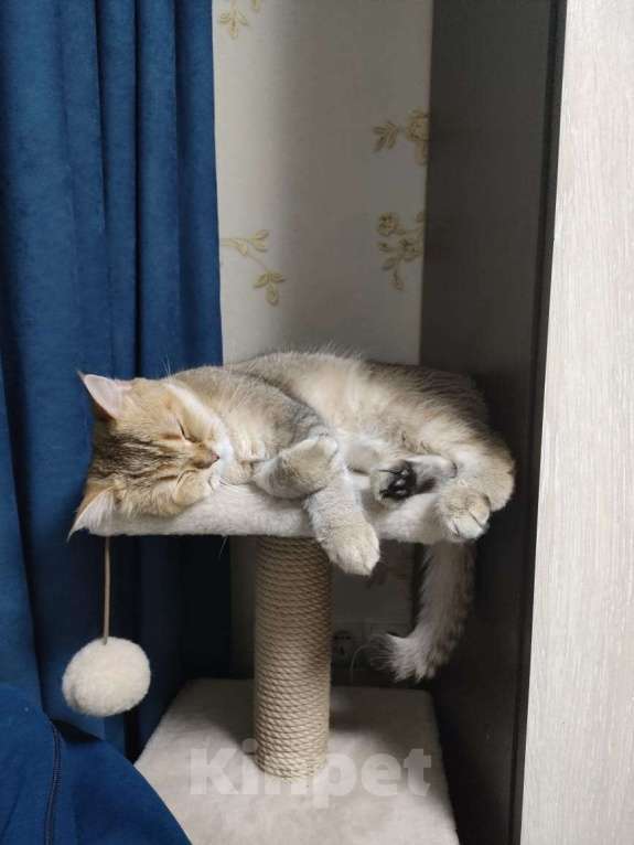 Кошки в Балашихе: Отдадим в добрые и ответственные руки. Мальчик, 1 руб. - фото 2