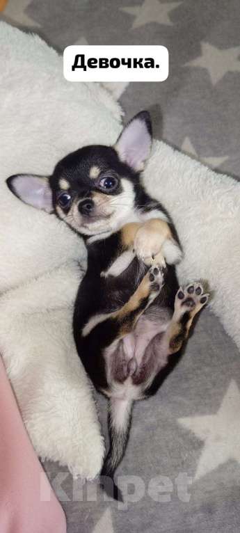 Собаки в Краснодаре: Продам щенков чихуахуа Мальчик, 10 000 руб. - фото 2