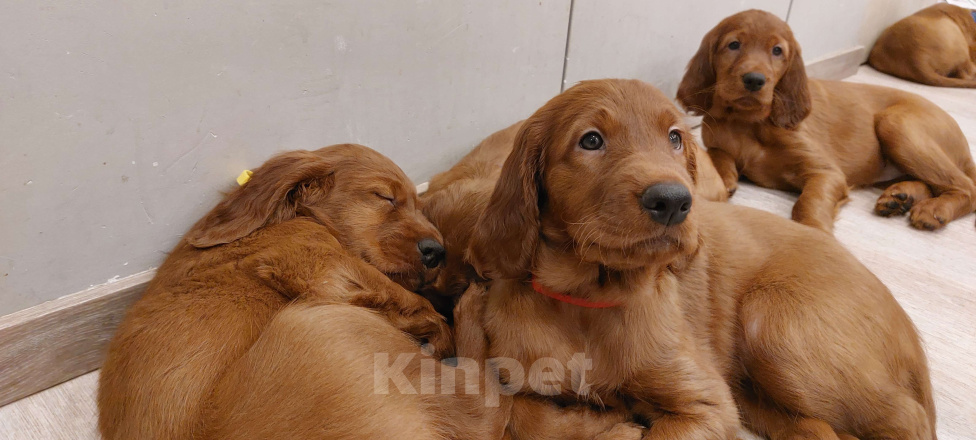 Собаки в Москве: Щенки Ирландского сеттера Разнополые, 60 000 руб. - фото 4
