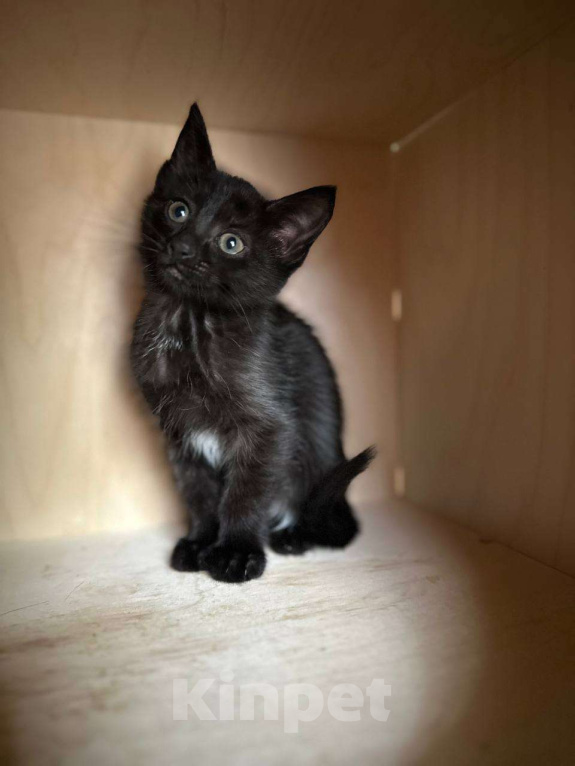 Кошки в Москве: Черненькая Мисти ищет добрые руки Девочка, Бесплатно - фото 2