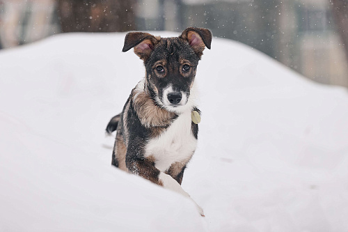 Марио якутенок