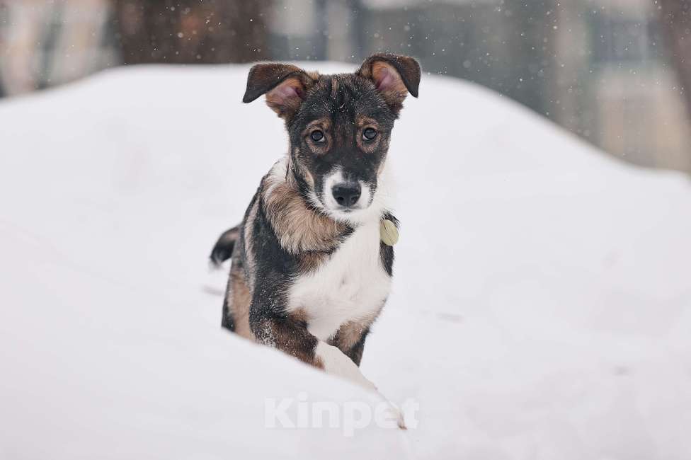 Собаки в других городах Московской области: Марио якутенок Мальчик, Бесплатно - фото 1