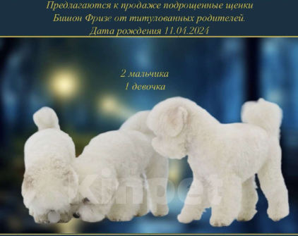 Собаки в Москве: Подрощенные щенки Бишон Фpизе  Мальчик, 65 000 руб. - фото 1