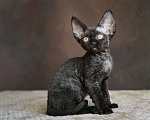 Кошки в Санкт-Петербурге: Девон-рекс котята черная девочка Девочка, Бесплатно - фото 5