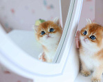 Кошки в Владивостоке: Золотой британский котик. Мальчик Мальчик, 70 000 руб. - фото 1