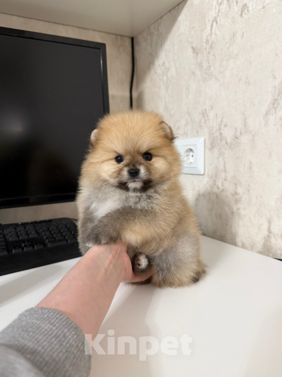 Собаки в Москве: Девочка Девочка, 25 000 руб. - фото 1