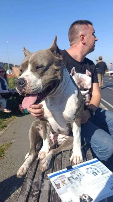 Собаки в Липецке: Голубые щенки амстафф Мальчик, 80 000 руб. - фото 4