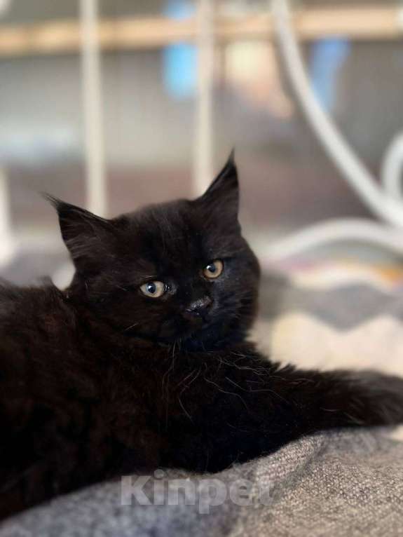 Кошки в Москве: ⭐ Продаётся маленький «трактор» с золотыми фарами ⭐ Мальчик, 20 000 руб. - фото 2