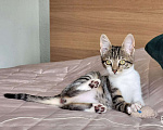 Кошки в Москве: Очень ласковая 3 мес кошечка Зизи́ ищет дом Девочка, Бесплатно - фото 6
