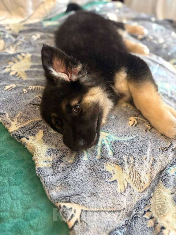 Собаки в Москве: Щенок в добрые руки Девочка, Бесплатно - фото 7