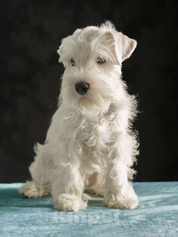 Собаки в Новосибирске: Продается щенок Цвергшнауцера Мальчик, 40 000 руб. - фото 2