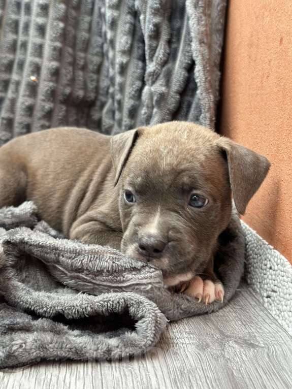 Собаки в Домодедово: Девочка амстаффа Девочка, 60 000 руб. - фото 2