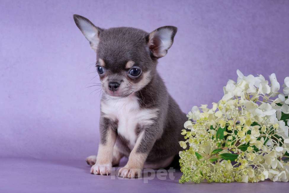 Собаки в Москве: Малышка голубого окраса Девочка, 85 000 руб. - фото 4