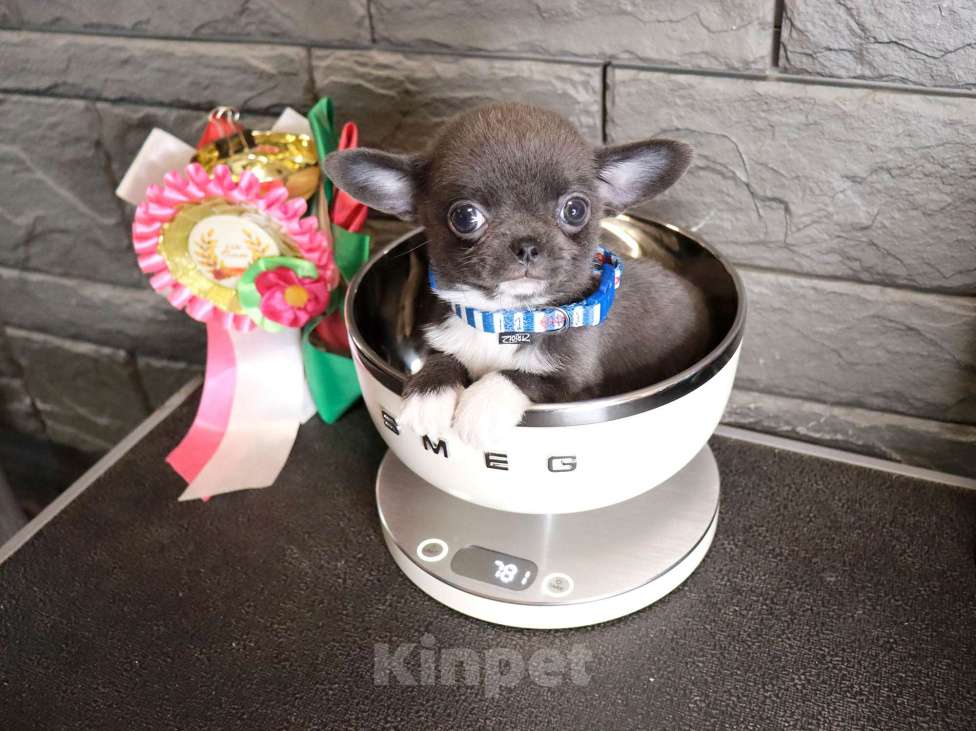 Собаки в Москве: Голубой крошка чихуа Мальчик, 75 000 руб. - фото 6