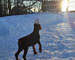 Собаки в Ялте: Великолепная, купированная девочка добермана Девочка, Бесплатно - фото 7