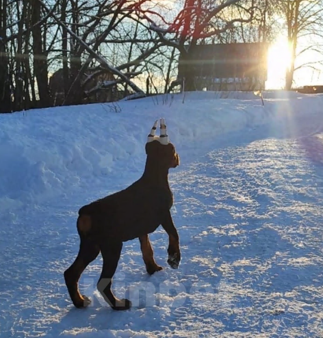 Собаки в Ялте: Великолепная, купированная девочка добермана Девочка, Бесплатно - фото 7