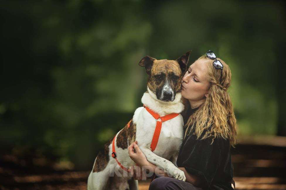 Собаки в Москве: Трогательный Пельмешка в поисках семьи Мальчик, Бесплатно - фото 3
