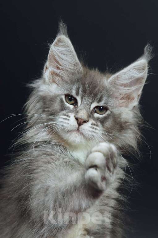 Кошки в Апрелевке: Котята мейн-кун из элитного питомника  Caressa Девочка, 50 000 руб. - фото 8