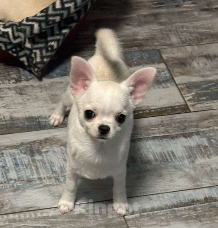 Собаки в Лобне: Чихуахуа мальчик Мальчик, 60 000 руб. - фото 3