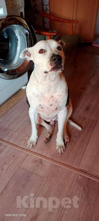 Собаки в Москве: Отдам питбуля в добрые руки Мальчик, Бесплатно - фото 2