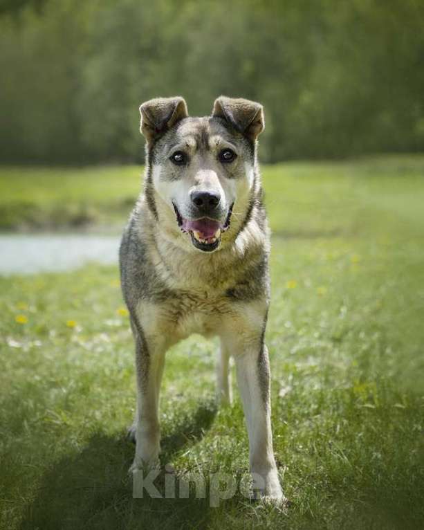 Собаки в Москве: Милый оптимист Джек ищет дом Мальчик, Бесплатно - фото 4