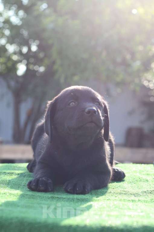 Собаки в Бирске: Щенок лабрадоора Девочка, 30 000 руб. - фото 2