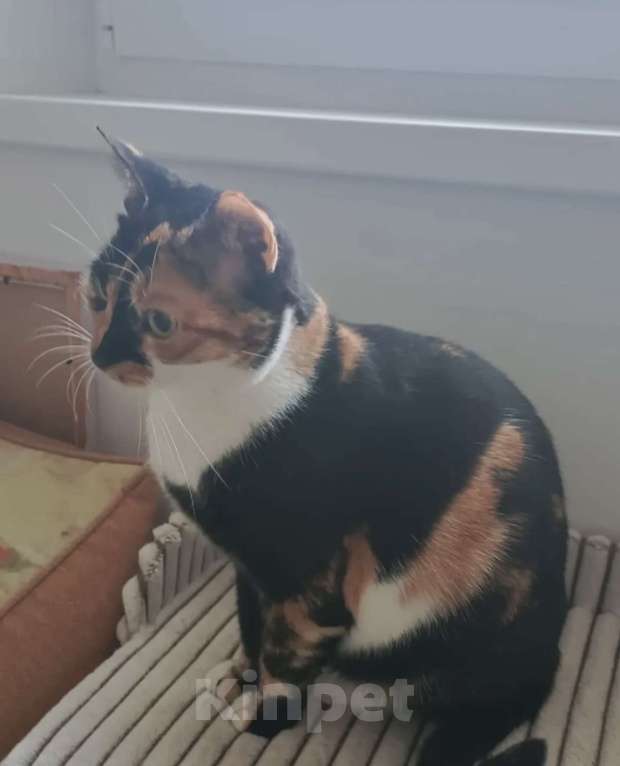 Кошки в Москве: ОЛИВКА ИЩЕТ ДОМ Девочка, Бесплатно - фото 3