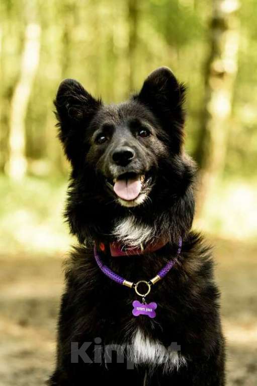 Собаки в Москве: Красавица Рита в добрые руки. Девочка, Бесплатно - фото 4