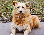 Собаки в Москве: Очень добрый и ласковый пес Дюк ищет дом Мальчик, 10 руб. - фото 6