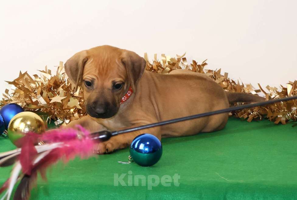 Собаки в Москве: Девочка Родезийского Риджбека  Девочка, 100 000 руб. - фото 8